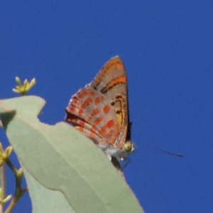 Hypochrysops delicia at Mount Ainslie - suppressed