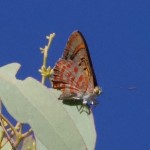 Hypochrysops delicia at Mount Ainslie - suppressed