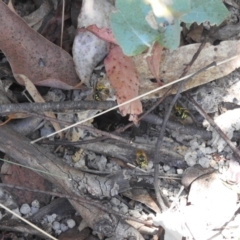 Vespula germanica (European wasp) at Paddys River, ACT - 29 Jan 2024 by HelenCross