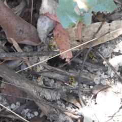 Vespula germanica (German Yellowjacket Wasp (also known as European Wasp)) at Tidbinbilla Nature Reserve - 29 Jan 2024 by HelenCross