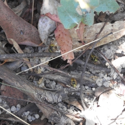 Vespula germanica (German Yellowjacket Wasp (also known as European Wasp)) at Tidbinbilla Nature Reserve - 29 Jan 2024 by HelenCross