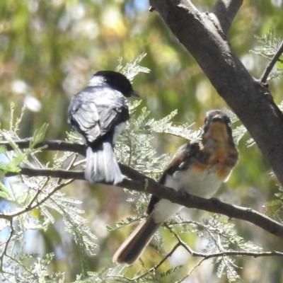 Myiagra cyanoleuca (Satin Flycatcher) at Paddys River, ACT - 29 Jan 2024 by HelenCross