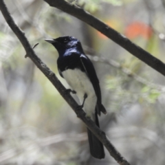 Myiagra cyanoleuca at Tidbinbilla Nature Reserve - 29 Jan 2024