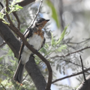 Myiagra cyanoleuca at Tidbinbilla Nature Reserve - 29 Jan 2024 01:56 PM