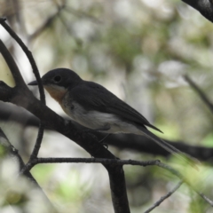 Myiagra cyanoleuca at Tidbinbilla Nature Reserve - 29 Jan 2024