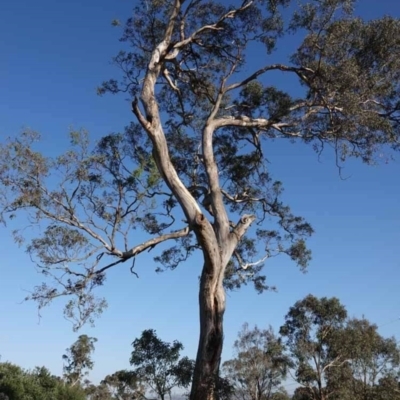 Eucalyptus melliodora (Yellow Box) at Watson Green Space - 29 Jan 2024 by AniseStar