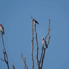 Eolophus roseicapilla (Galah) at Watson, ACT - 29 Jan 2024 by AniseStar