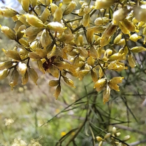 Glyphipterix (genus) at Yarralumla, ACT - 28 Jan 2024