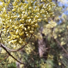 Glyphipterix (genus) at Yarralumla, ACT - 28 Jan 2024