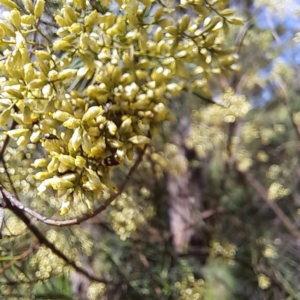 Glyphipterix (genus) at Yarralumla, ACT - 28 Jan 2024