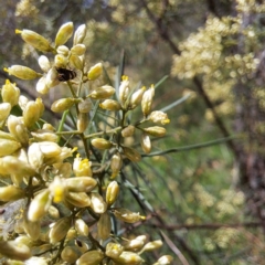 Glyphipterix (genus) at Yarralumla, ACT - 28 Jan 2024