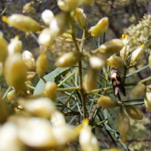 Glyphipterix (genus) at Yarralumla, ACT - 28 Jan 2024