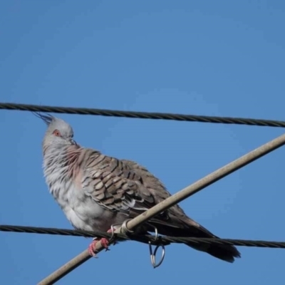 Ocyphaps lophotes (Crested Pigeon) at Watson Green Space - 29 Jan 2024 by AniseStar