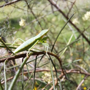 Orthodera ministralis at Yarralumla, ACT - 28 Jan 2024 03:09 PM