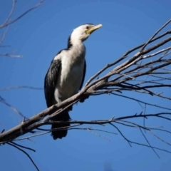 Microcarbo melanoleucos (Little Pied Cormorant) at Watson, ACT - 29 Jan 2024 by AniseStar