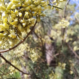 Mordellidae (family) at Yarralumla, ACT - 28 Jan 2024