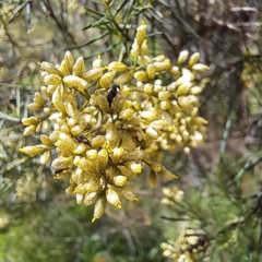 Mordellidae (family) at Yarralumla, ACT - 28 Jan 2024