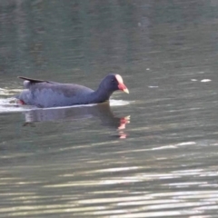 Gallinula tenebrosa (Dusky Moorhen) at Watson Green Space - 29 Jan 2024 by AniseStar