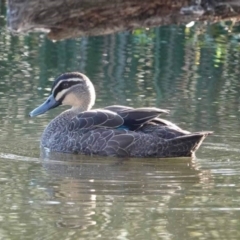 Chenonetta jubata (Australian Wood Duck) at Watson Green Space - 29 Jan 2024 by AniseStar