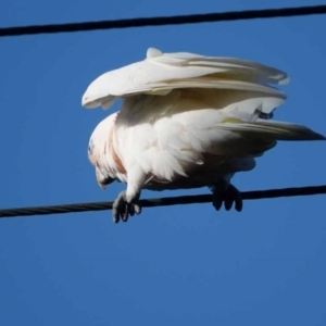 Cacatua sanguinea at Watson Green Space - 29 Jan 2024