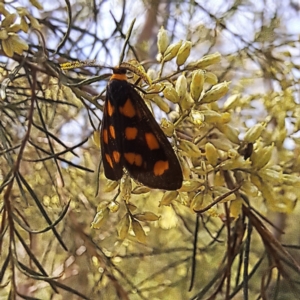 Asura cervicalis at Yarralumla, ACT - 28 Jan 2024