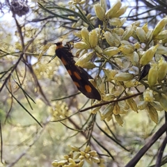 Asura cervicalis at Yarralumla, ACT - 28 Jan 2024