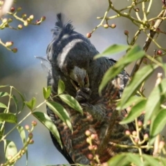 Callocephalon fimbriatum (Gang-gang Cockatoo) at Watson Green Space - 29 Jan 2024 by AniseStar