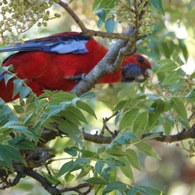 Platycercus elegans (Crimson Rosella) at Watson, ACT - 29 Jan 2024 by AniseStar