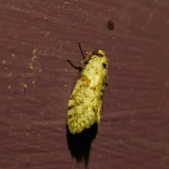 Conoeca guildingi (A case moth) at QPRC LGA - 29 Jan 2024 by Csteele4