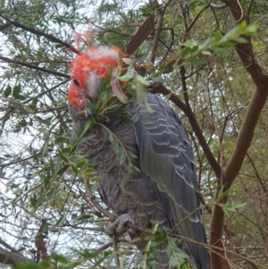 Callocephalon fimbriatum (identifiable birds) at Cook, ACT - suppressed