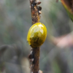 Paropsisterna inspersa at Captains Flat, NSW - 29 Jan 2024 by Csteele4