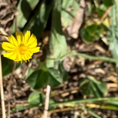 Crepis capillaris (Smooth Hawksbeard) at Oakey Hill - 27 Jan 2024 by RobynS