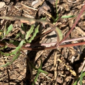 Crepis capillaris at Oakey Hill - 28 Jan 2024