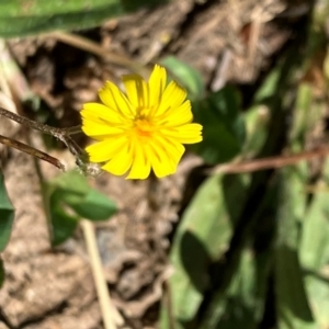 Crepis capillaris at Oakey Hill - 28 Jan 2024