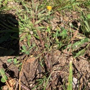 Crepis capillaris at Oakey Hill - 28 Jan 2024 10:33 AM