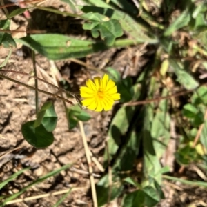 Crepis capillaris at Oakey Hill - 28 Jan 2024 10:33 AM