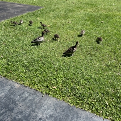 Chenonetta jubata (Australian Wood Duck) at Sippy Downs, QLD - 22 Nov 2023 by jameswilson