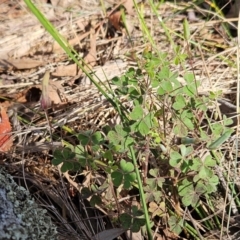 Oxalis perennans at The Pinnacle - 27 Jan 2024