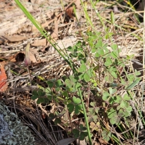 Oxalis perennans at The Pinnacle - 27 Jan 2024 10:06 AM