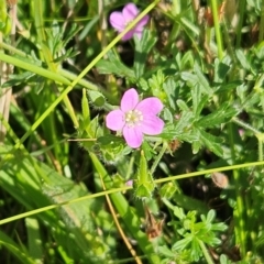 Geranium solanderi var. solanderi (Native Geranium) at The Pinnacle - 26 Jan 2024 by sangio7