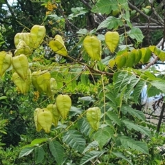 Koelreuteria paniculata (Golden Rain Tree) at Isaacs Ridge - 10 Feb 2024 by Mike