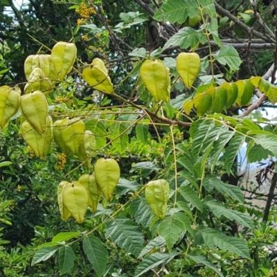 Koelreuteria paniculata (Golden Rain Tree) at Isaacs Ridge and Nearby - 10 Feb 2024 by Mike