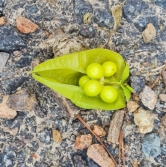 Koelreuteria paniculata at Isaacs Ridge and Nearby - 10 Feb 2024