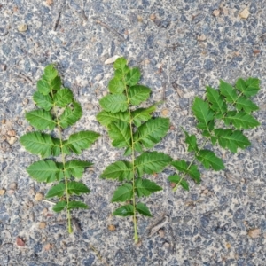 Koelreuteria paniculata at Isaacs Ridge and Nearby - 10 Feb 2024