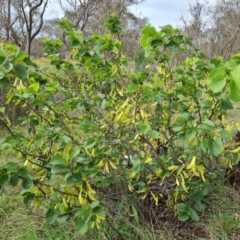 Cercis siliquastrum (Judas Tree) at Symonston, ACT - 29 Jan 2024 by Mike