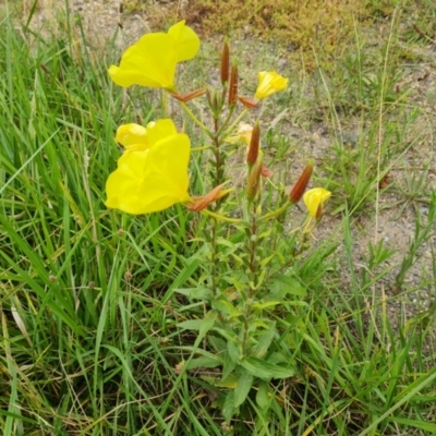 Oenothera glazioviana (Reddish Evening-primrose) at Isaacs, ACT - 30 Jan 2024 by Mike