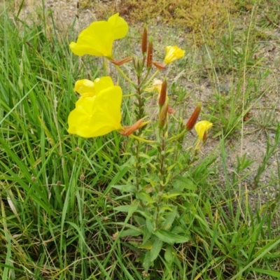 Oenothera glazioviana (Reddish Evening-primrose) at Isaacs, ACT - 30 Jan 2024 by Mike