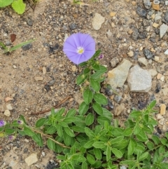 Convolvulus sabatius (Blue Rock Bindweed) at Symonston, ACT - 30 Jan 2024 by Mike