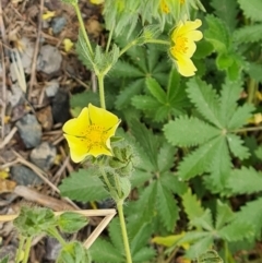 Potentilla recta (Sulphur Cinquefoil) at Symonston, ACT - 29 Jan 2024 by Mike