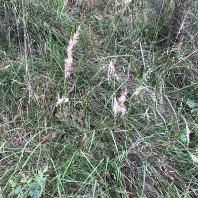 Rytidosperma sp. (Wallaby Grass) at Hughes Garran Woodland - 30 Jan 2024 by ruthkerruish